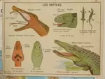 Hen and reptiles school poster
