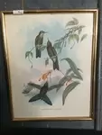 Ornithology lithographs