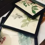 Lot of six plant engraving frames