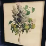 Lot of six plant engraving frames