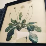 Lot of six plant engraving frames