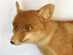 Naturalized fox