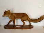 Naturalized fox