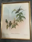 Ornithology lithographs