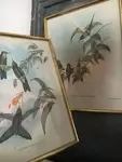 Ornithology lithographs