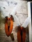 Pair of sconces early 60