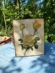 Painting on wood Roses