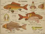 School poster bees / fish