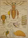 School poster bees / fish