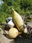 Set of 3 buoys 
