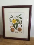 set of four vintage engraving flower frames