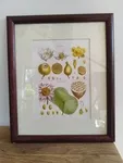 set of four vintage engraving flower frames