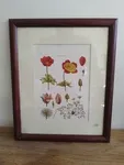 set of four vintage engraving flower frames