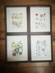 set of four vintage engraving flower frames