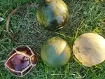 Set of glass net balls