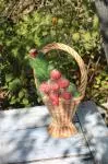 Strawberry basket pitcher