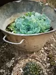 Succulents and zinc