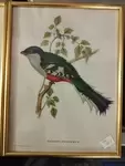 Tropical Bird Frames 20th Century