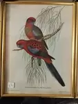Tropical Bird Frames 20th Century