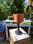 Turned wood lamp
