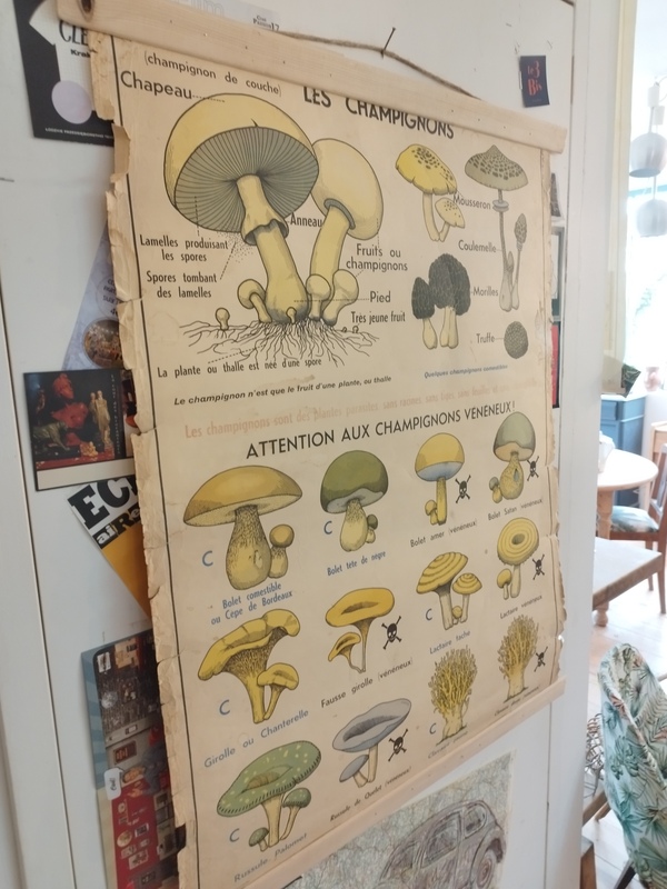 Affiche scolaire ancienne champignons