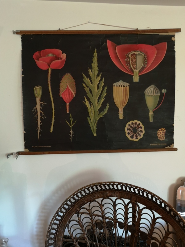 Canvas botanical sheet - the poppy