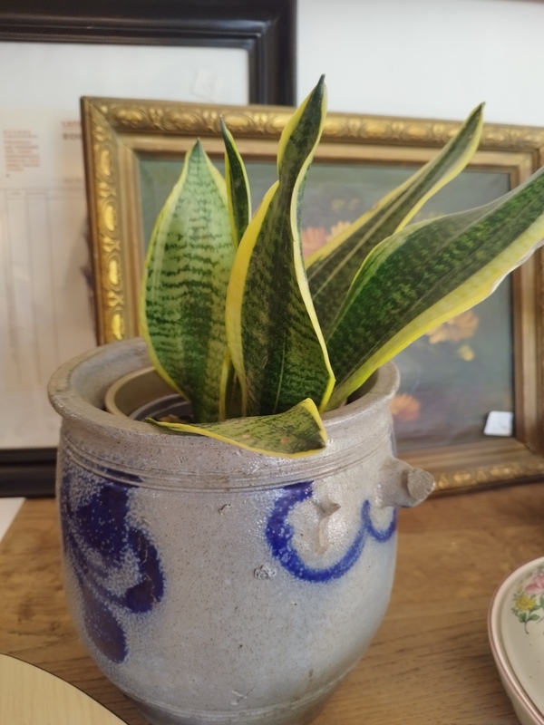 Plant in old Alsace sandstone pot 