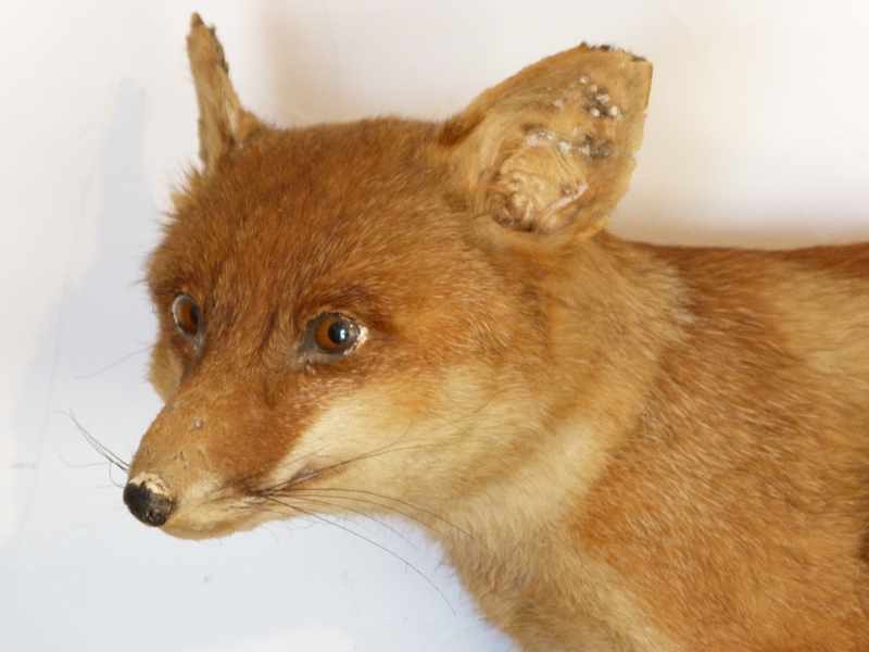 Naturalized fox